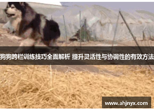狗狗跨栏训练技巧全面解析 提升灵活性与协调性的有效方法